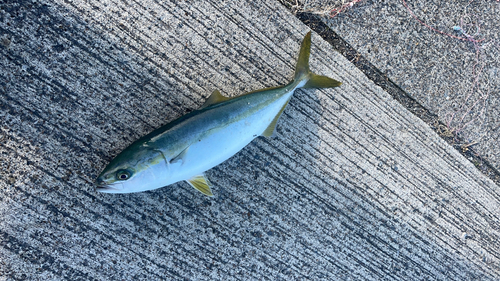 ワカシの釣果