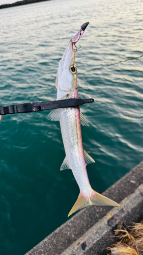 カマスの釣果