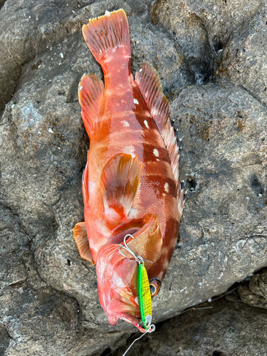 アカハタの釣果