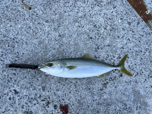 ヤズの釣果