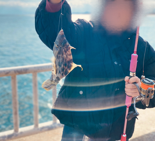 カワハギの釣果