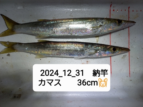 カマスの釣果