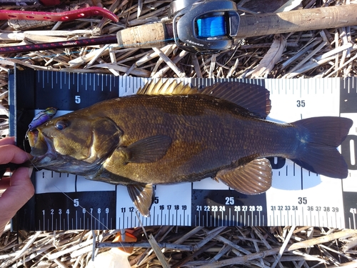 スモールマウスバスの釣果