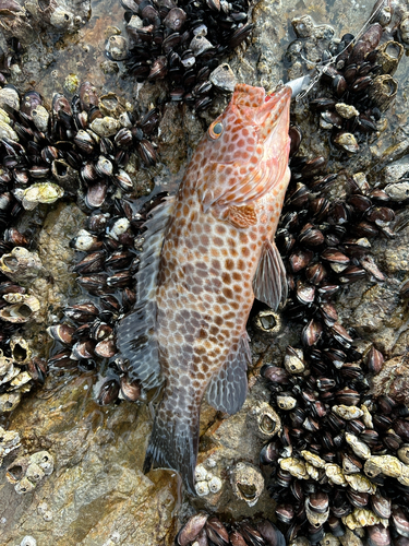 オオモンハタの釣果