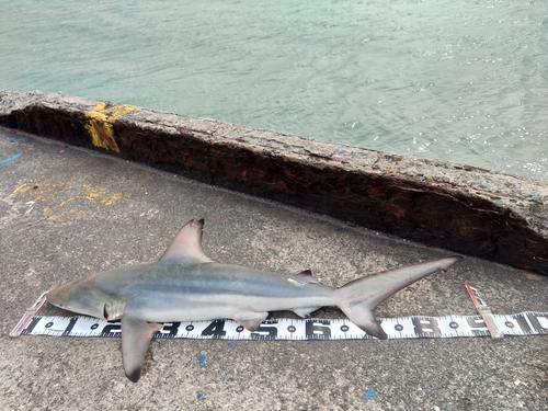 サメの釣果