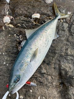 ハマチの釣果