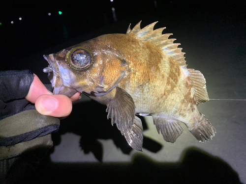 メバルの釣果