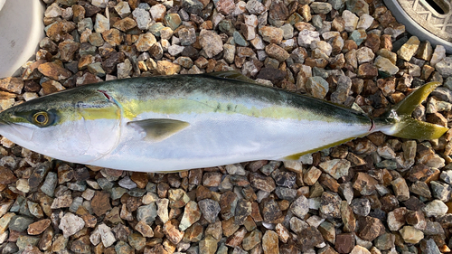 イナダの釣果