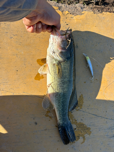 ラージマウスバスの釣果