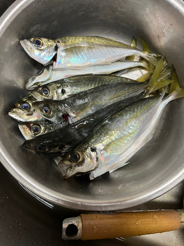 アジの釣果