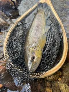 ブラウントラウトの釣果