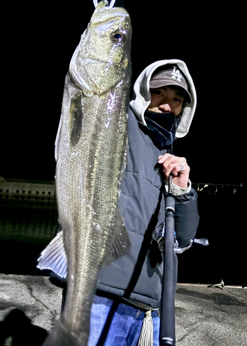 スズキの釣果