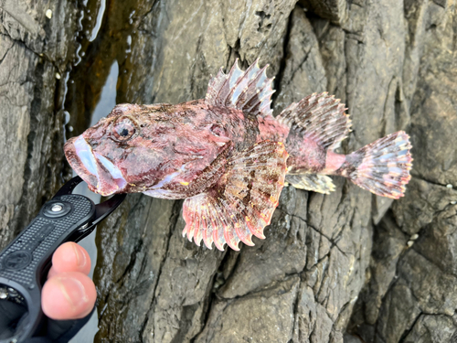 カジカの釣果