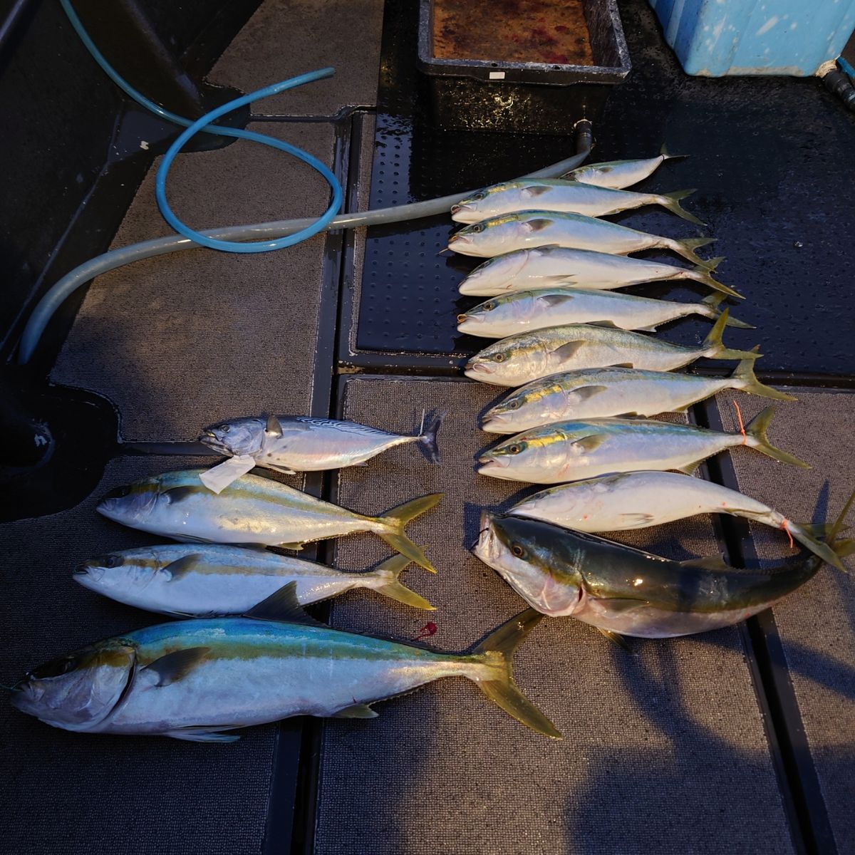 九三丸さんの釣果 3枚目の画像