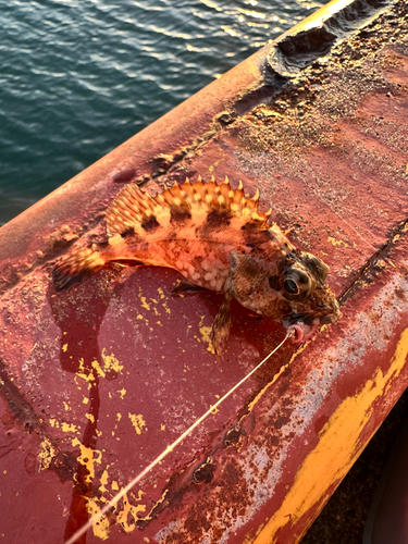 アラカブの釣果