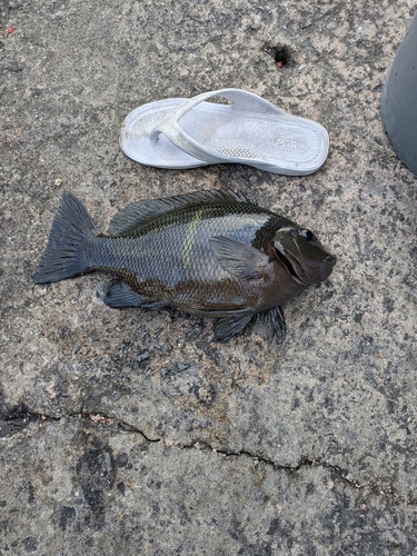 オキナメジナの釣果