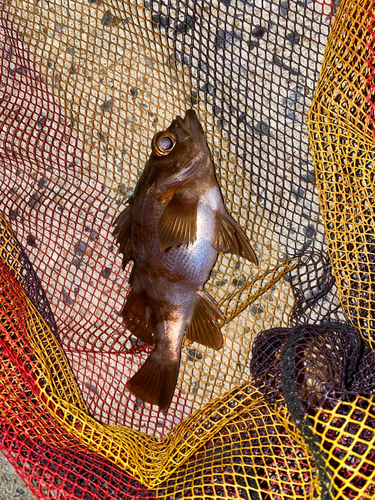 メバルの釣果