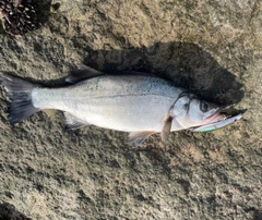 ヒラスズキの釣果