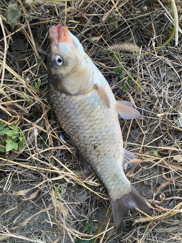 ヘラブナの釣果