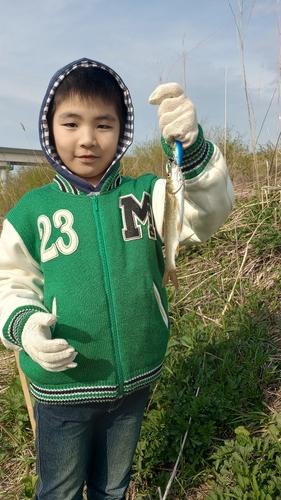 ウグイの釣果