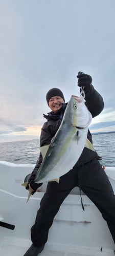 ブリの釣果