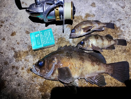 クロメバルの釣果