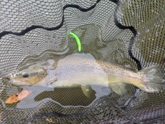 ブラウントラウトの釣果