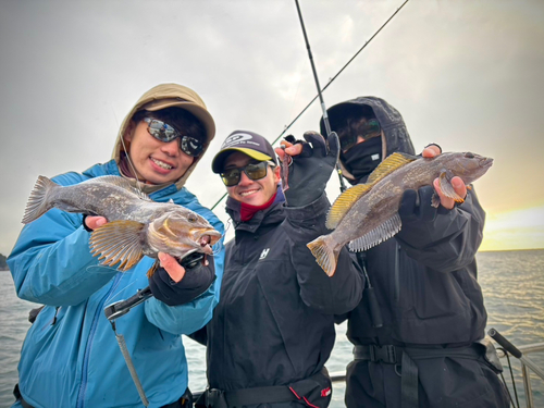 アイナメの釣果