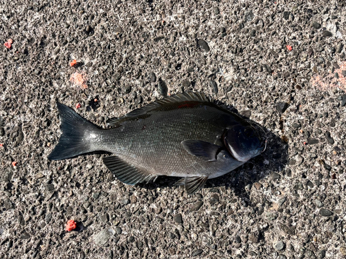 メジナの釣果