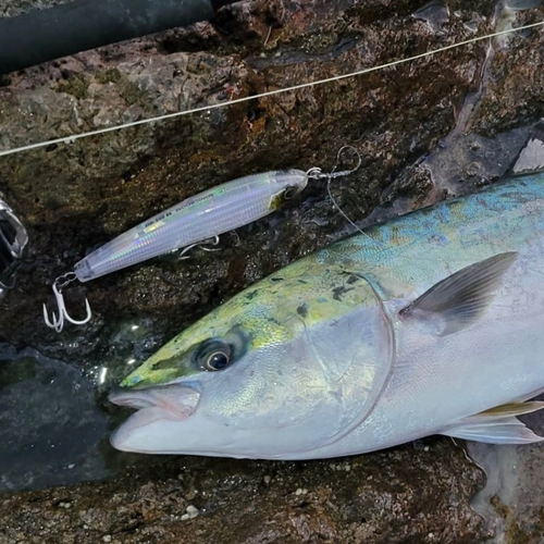 ワラサの釣果