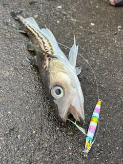 スケトウダラの釣果