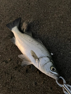 スズキの釣果