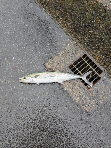 サゴシの釣果