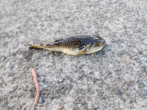 ショウサイフグの釣果