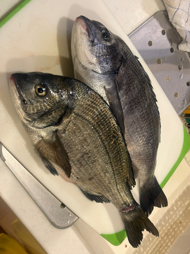 クロダイの釣果