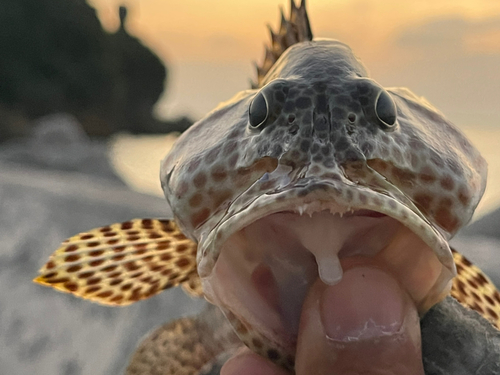 カンモンハタの釣果