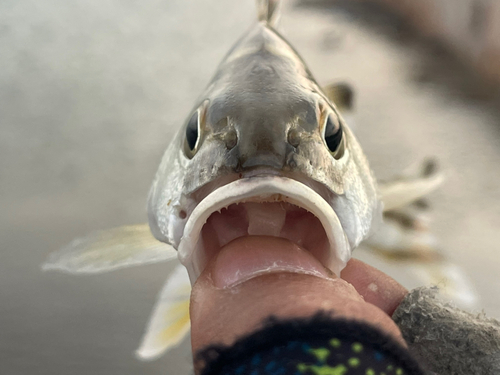 コトヒキの釣果