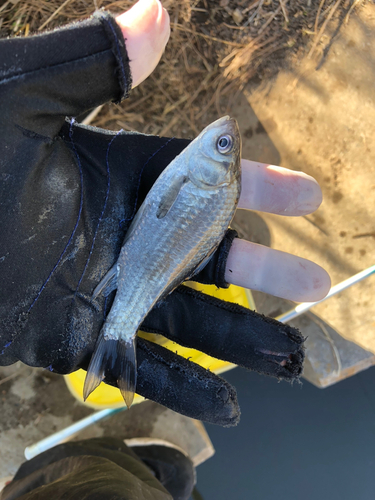 マブナの釣果