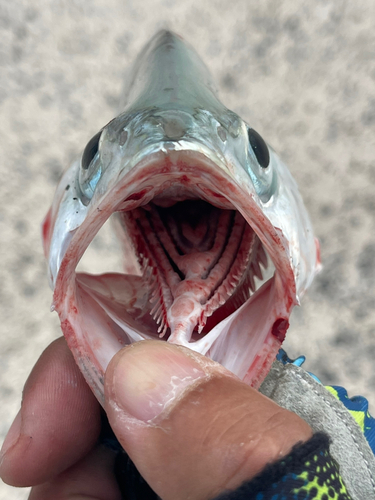 イケカツオの釣果