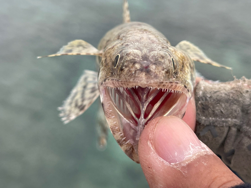 エソの釣果