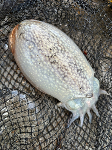 シリヤケイカの釣果