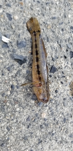 マハゼの釣果