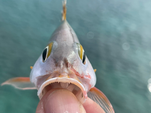 ヒメフエダイの釣果