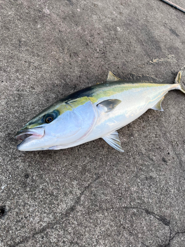 メジロの釣果