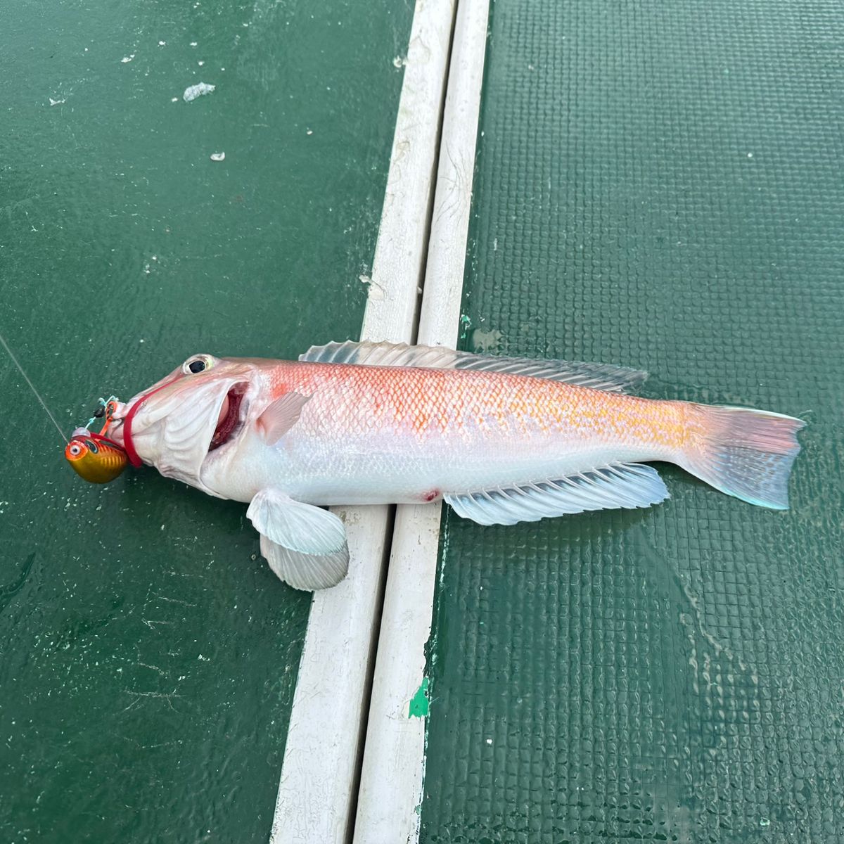 おおぐも しゅういちさんの釣果 2枚目の画像