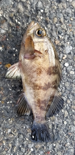 メバルの釣果