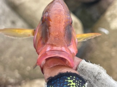 コバンヒメジの釣果