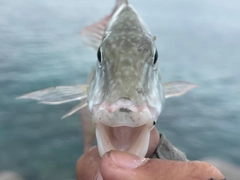 キツネフエフキの釣果