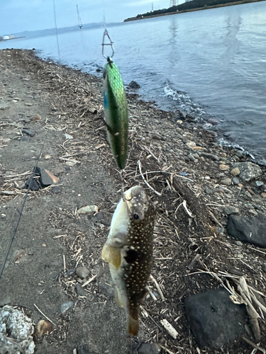 クサフグの釣果