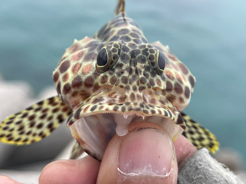 カンモンハタの釣果